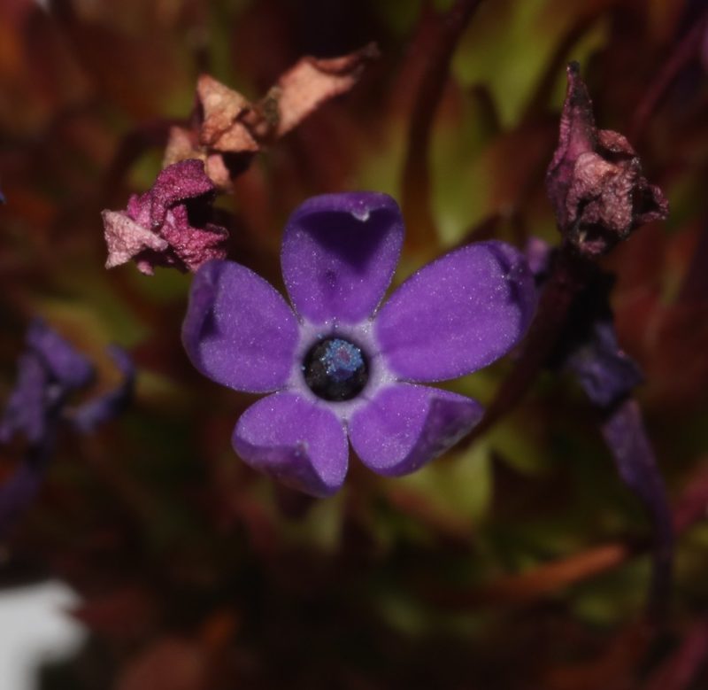 Rhigiophyllum squarrosum, photographed by Brian du Preez