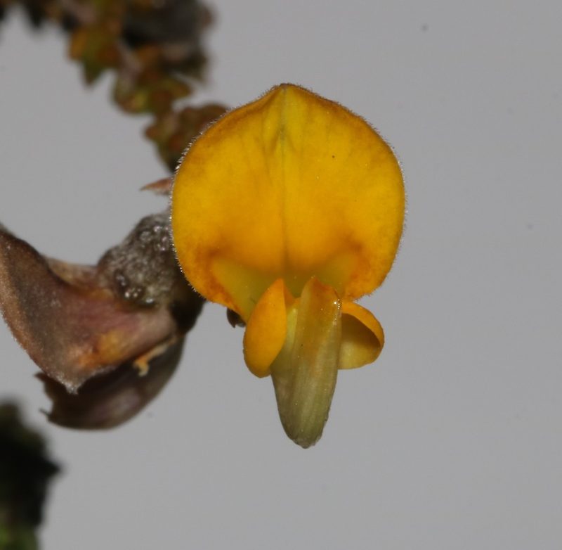 Aspalathus microphylla, photographed by Brian du Preez