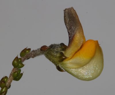 Aspalathus microphylla, photographed by Brian du Preez