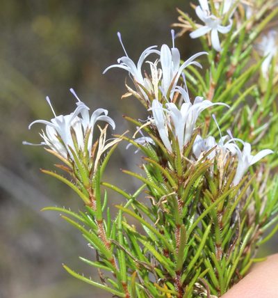 Merciera leptoloba, photographed by Brian du Preez