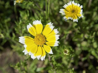 Layia chrysanthemoides, photographed by Don Loarie
