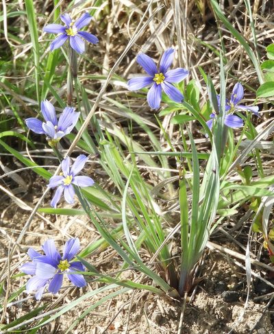 Sisyrinchium pruinosum, photographed by saltyhiker