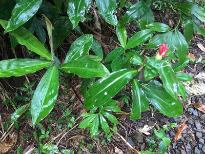 Costus pulverulentus, photographed by Yj