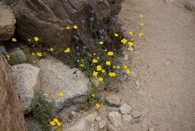Eschscholzia parishii, photographed by Allison Gong