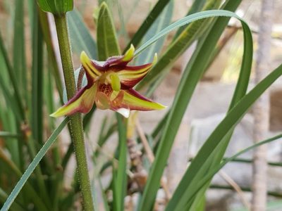 Epipactis veratrifolia, photographed by Jacky Judas