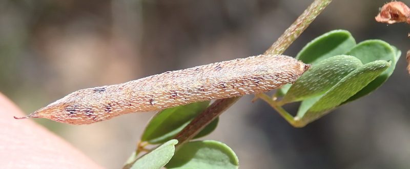 Indigofera poliotes, photographed by Nicola van Berkel