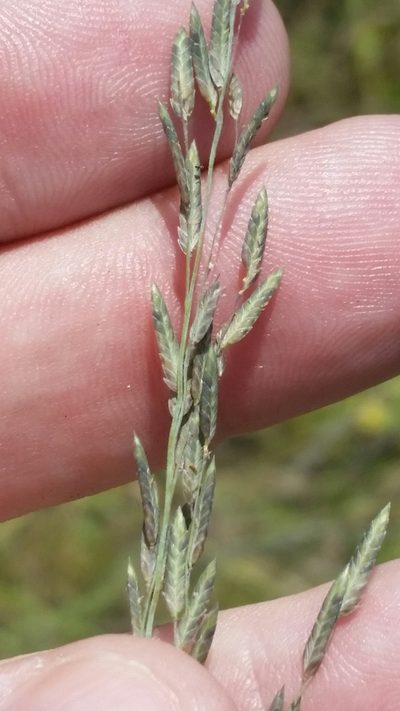 Eragrostis atrovirens, photographed by Jay Horn