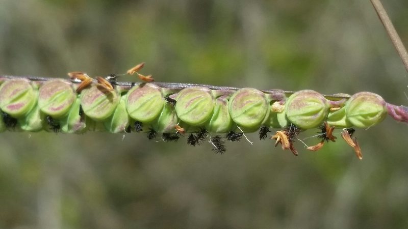 Paspalum praecox, photographed by Jay Horn