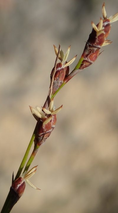 Tetraria fimbriolata, photographed by Nicola van Berkel