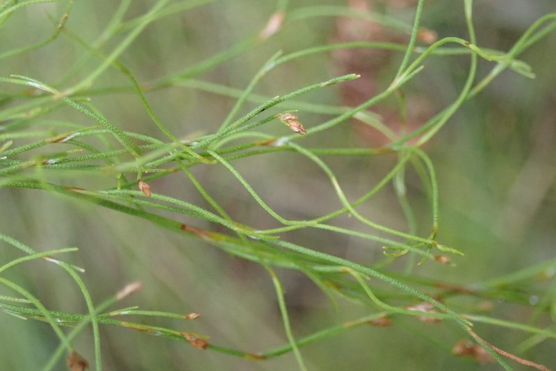 Restio scaberulus, photographed by Nicola van Berkel