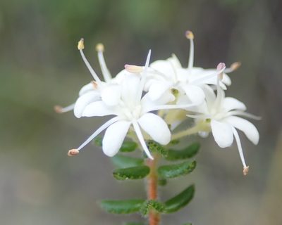 Agathosma blaerioides, photographed by Nicola van Berkel
