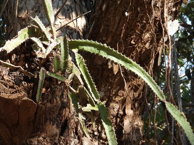 Selenicereus costaricensis, photographed by amantedarmanin