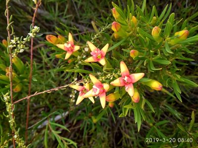 Penaea retzioides, photographed by Seth Musker