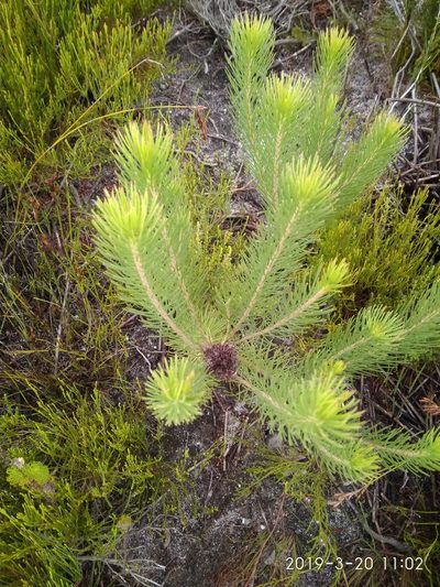 Sorocephalus pinifolius, photographed by Seth Musker