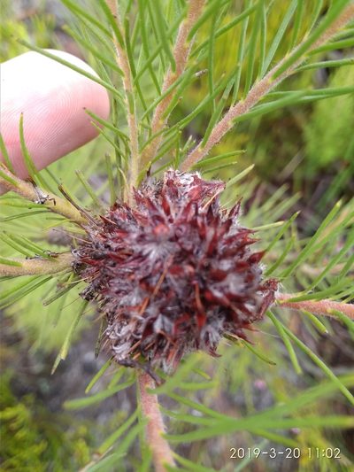 Sorocephalus pinifolius, photographed by Seth Musker
