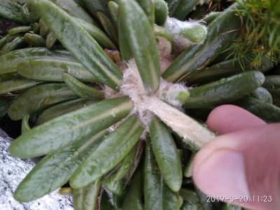 Oldenburgia paradoxa, photographed by Seth Musker