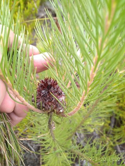 Sorocephalus pinifolius, photographed by Seth Musker