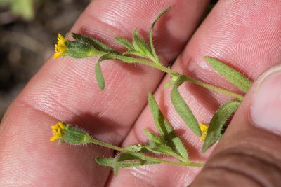 Layia hieracioides, photographed by Ken-ichi Ueda