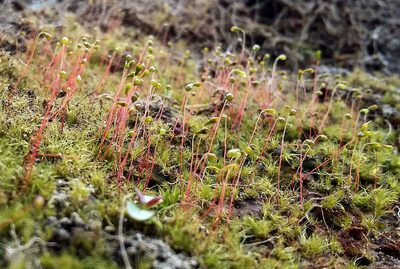 Leptobryum pyriforme, photographed by George Greiff