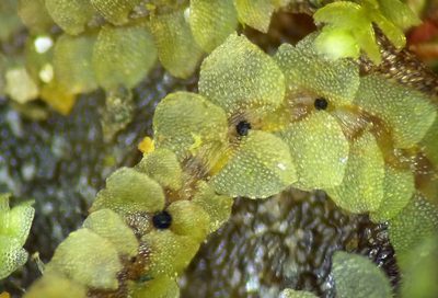 Calypogeia fissa, photographed by George Greiff