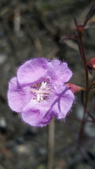 Agalinis harperi, photographed by Jay Horn