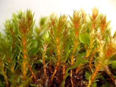 Ptychostomum pallens, photographed by George Greiff