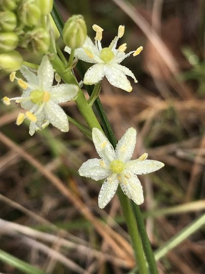 Schoenolirion wrightii, photographed by Laura Clark