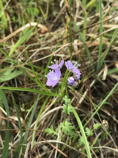 Phacelia glabra, photographed by Laura Clark