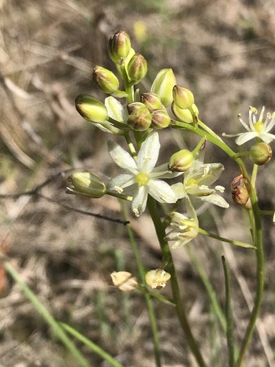 Schoenolirion wrightii, photographed by Laura Clark
