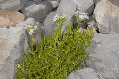 Drypis spinosa, photographed by Drepanostoma