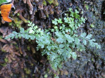 Asplenium cimmeriorum, photographed by Alice Shanks
