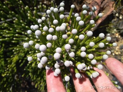 Brunia neglecta, photographed by Seth Musker