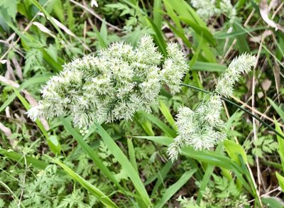 Poa arachnifera, photographed by Sue Ann Kendall