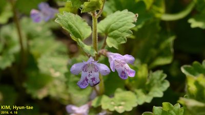 Glechoma longituba, photographed by Kim, Hyun-tae