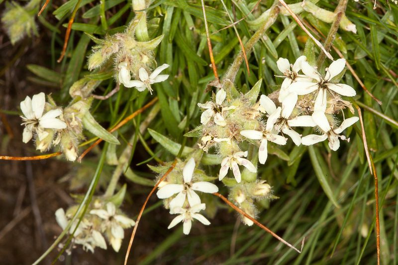 Saponaria lutea, photographed by Drepanostoma