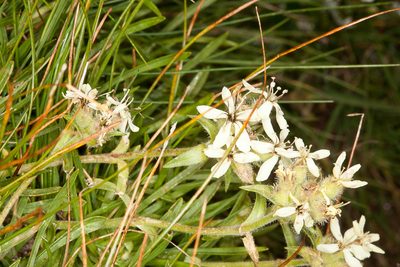 Saponaria lutea, photographed by Drepanostoma