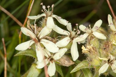 Saponaria lutea, photographed by Drepanostoma