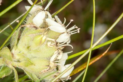 Saponaria lutea, photographed by Drepanostoma