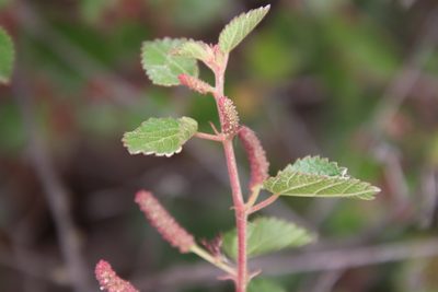 Acalypha californica, photographed by Millie Basden