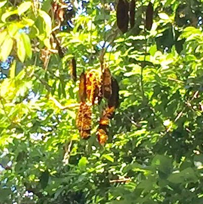 Mucuna urens, photographed by tlaloc27