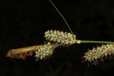 Carex verrucosa, photographed by Scott Ward