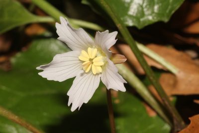 Shortia galacifolia, photographed by Scott Ward