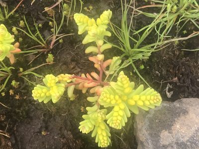 Sedum pumilum, photographed by rappman
