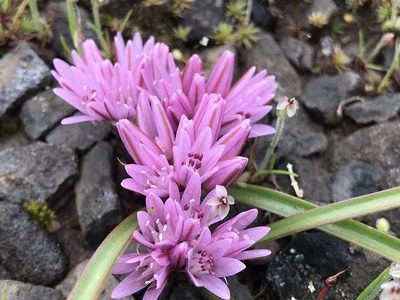 Allium cratericola, photographed by rappman