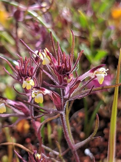 Triphysaria micrantha, photographed by Alex Heyman