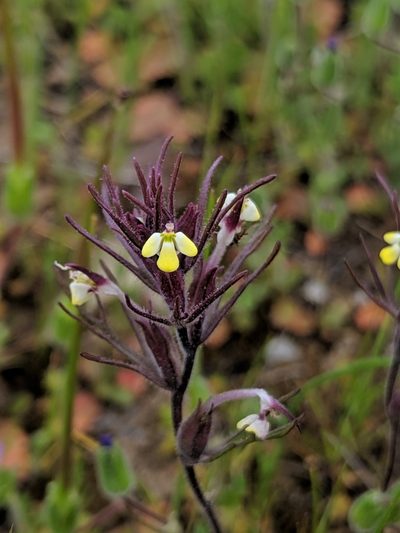 Triphysaria micrantha, photographed by Alex Heyman