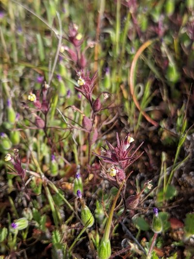 Triphysaria micrantha, photographed by Alex Heyman