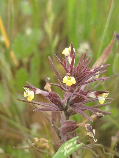 Triphysaria micrantha, photographed by Alex Heyman