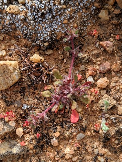 Chorizanthe polygonoides, photographed by Alex Heyman