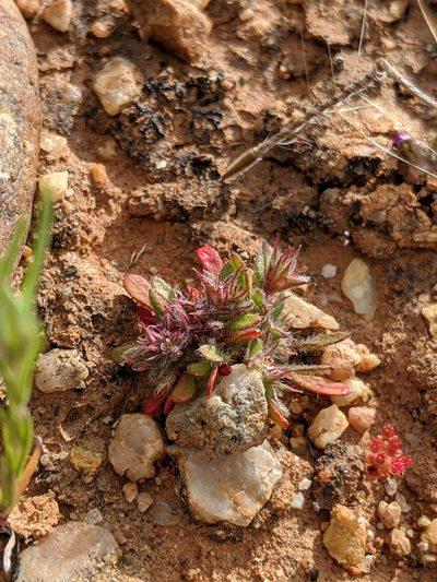 Chorizanthe polygonoides, photographed by Alex Heyman